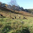 보어염소천국 이미지