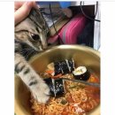 식탐 이미지