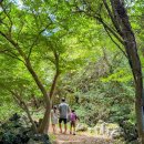 화순곶자왈 | 제주 서귀포 아이랑 조용한 생태탐방 숲길, 화순곶자왈
