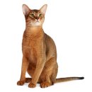 쿠거 ( cougar )를 닮은 아비시니안 ( Abyssinian ) 고양이