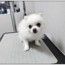 까망댕댕 이미지