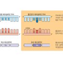 겸상적혈구빈혈증의 분자적 배경: 점돌연변이 이미지