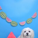 포동펫살롱 이미지