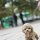 유어펫 일산본점 | 유어펫 강아지분양과 고양이분양 본점에서 특별한 친구를 찾아보세요!