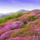 고향의 봄 이미지