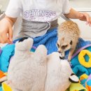 미어켓파크 이미지