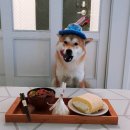 구가의 견 이미지