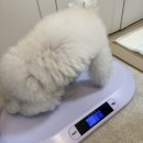 욜랑욜랑 이미지