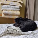 매종리바벨라