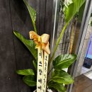 팔도보쌈 - 중구 마른내로2길 32 | 은평구맛집 팔도곳간, 부드러운 가브리살보쌈수육 녹번동맛집 후기