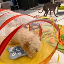 도그레스트 이미지