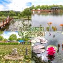 피어나서문점 | 부여 서동 연꽃축제 궁남지 연꽃 실시간 개화현황 충청도 여행지
