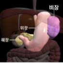 비장의 기능과 위치 바로 알기 이미지