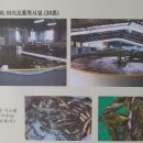 장어와미꾸라지 이미지