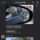 꼰띠고애견펜션1