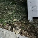 멜로디아 펜션 이미지