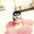 폼스키 분양 폼스몽 강남본점 | 폼스키털빠짐 털관리 걱정 없는 강남애견분양