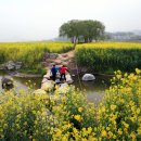 [포토현장]-신지도 유채밭 조성은 너무 단조롭다 "평지의 유채밭을 멋지게 조성한 나주 영산강 주변의 유채꽃 조성지" 이미지