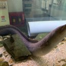 바다 FISH 이미지