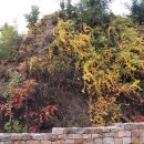 장도포대지 이미지