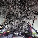 남천동 삼익비치아파트 216동 옆 | 부산 남천동 벚꽃거리 드라이브는 특별해