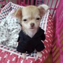 세상조은마켓 | Sydney(2)