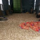 왕껄떠기농장 이미지