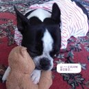 곰순이PC 이미지