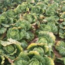 20 | 절임배추 20kg 후기, 광고 거르고 &#39;진짜&#39;만 보는 비법