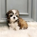 장보는 강아지와 고양이 안성본점 | 안성말티츄분양 찾으시는 분들께 진짜 좋은 소식 하나 알려드릴까 해요