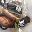 댕냥점빵 이미지