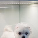 어울림동물병원 이미지