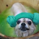 로이펫살롱 이미지