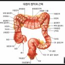 유의태 카카오 검색결과