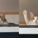 큐리애견 이미지