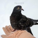 하늘손
