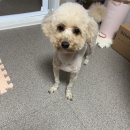 딩그루밍 | 우리만두🐶미용했어요~🩷광주애견미용실추천