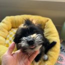 사천견생 이미지