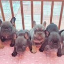 멜로디펍스 이미지