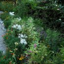 봉선화의원 이미지