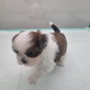 개린이집 강아지분양 고양이분양 전주본점 이미지