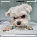 리라동물병원 이미지