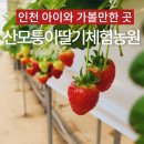 인천딸기체험 딸기농장 산모퉁이딸기체험농원