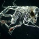 동물왕국 이미지