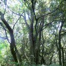 청수 곶자왈 이미지