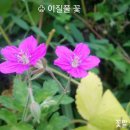 이질풀 이미지