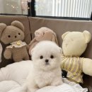 톰퍼피 강아지분양 이미지