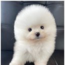 드림독 강아지고양이 안심분양센터 평택점 네이버블로그