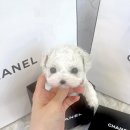 드림독 강아지분양 안심분양센터 잠실점 이미지