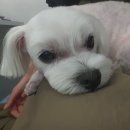 라니네 애견샵 이미지